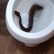snake in the toilet