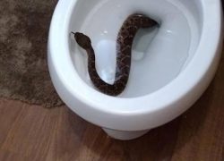 snake-in-toilet-bowl