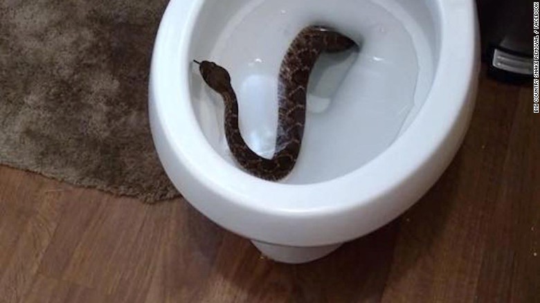 A store toilet snake