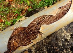 Tree roots in pipes - a hot summer can cause trees to seek out the moisture and block or crack pipes