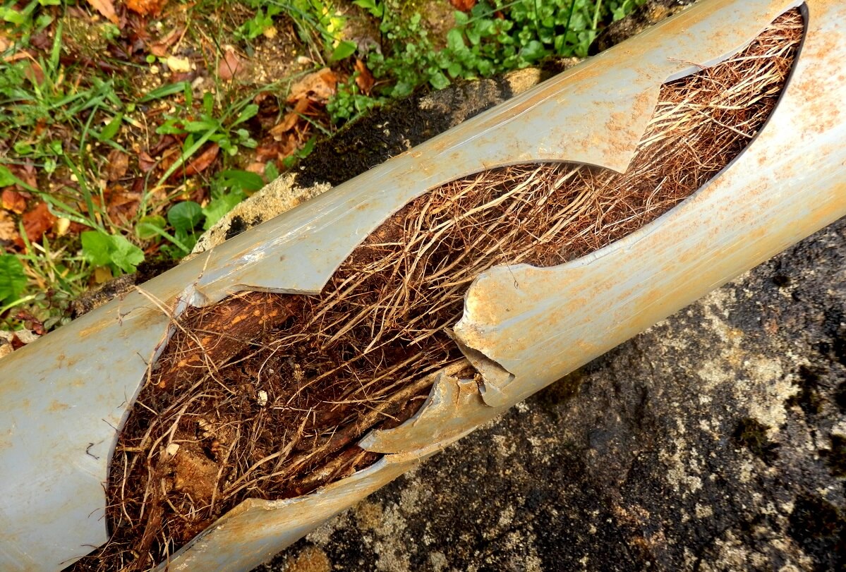 Tree roots in pipes - a hot summer can cause trees to seek out the moisture and block or crack pipes