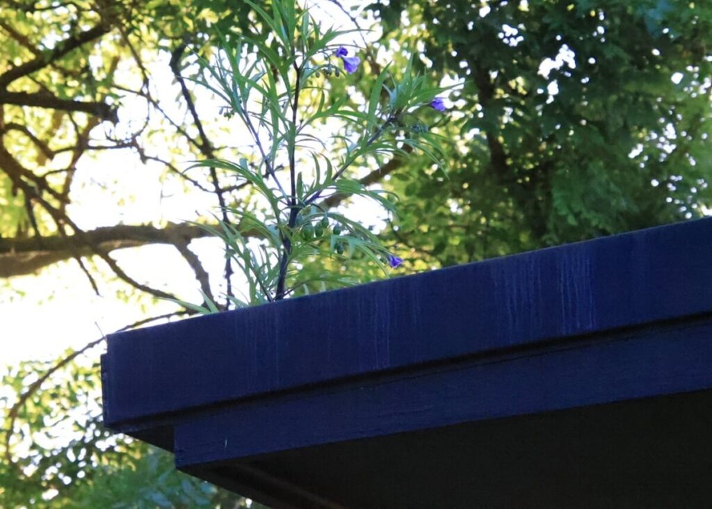 Plants growing in blocked gutters will cause problems with household drainage systems