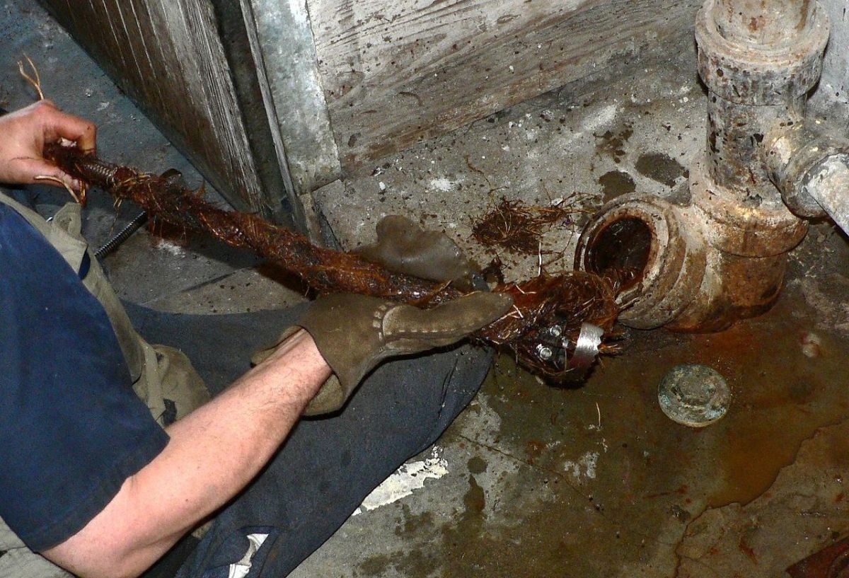 Plumber using electric eel to clear tree roots from old drain